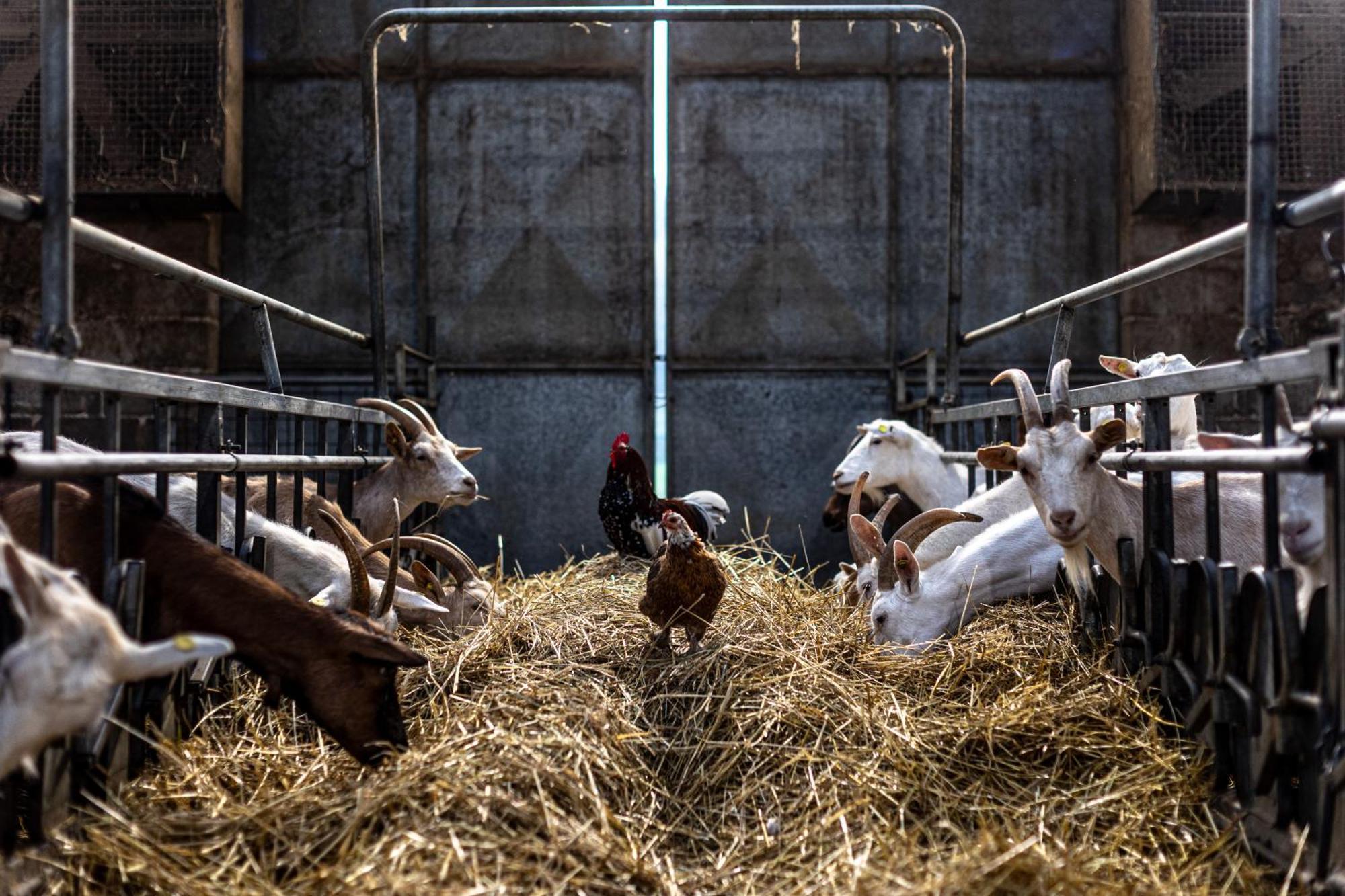 Agriturismo Why Farm Marano Ticino エクステリア 写真