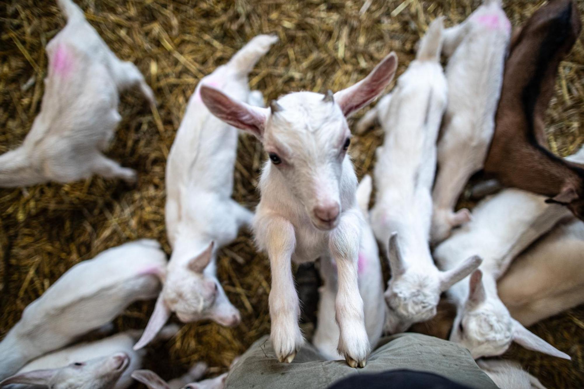 Agriturismo Why Farm Marano Ticino エクステリア 写真