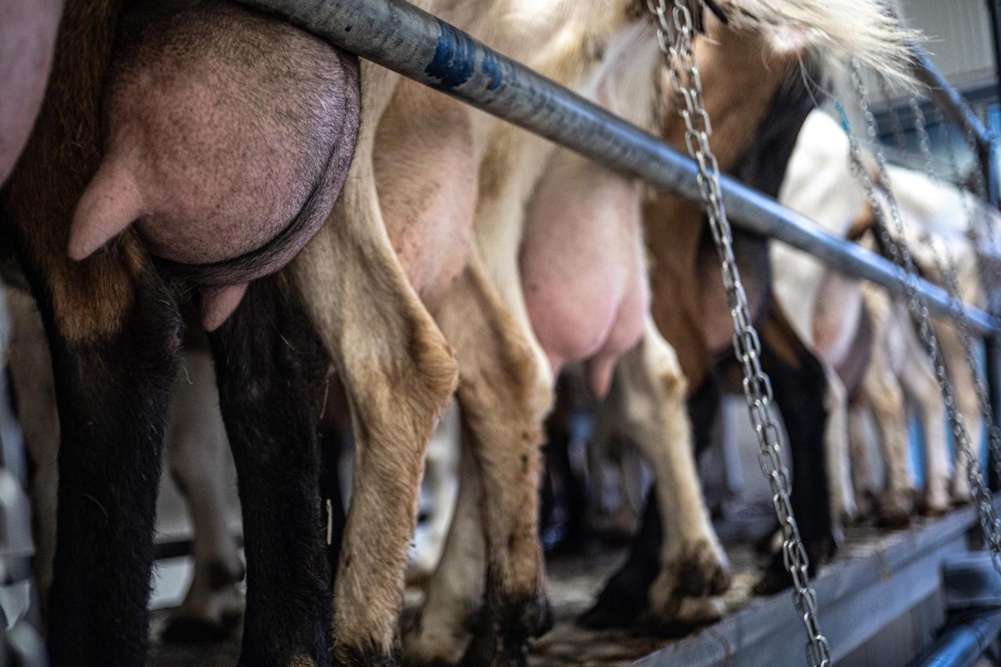 Agriturismo Why Farm Marano Ticino エクステリア 写真