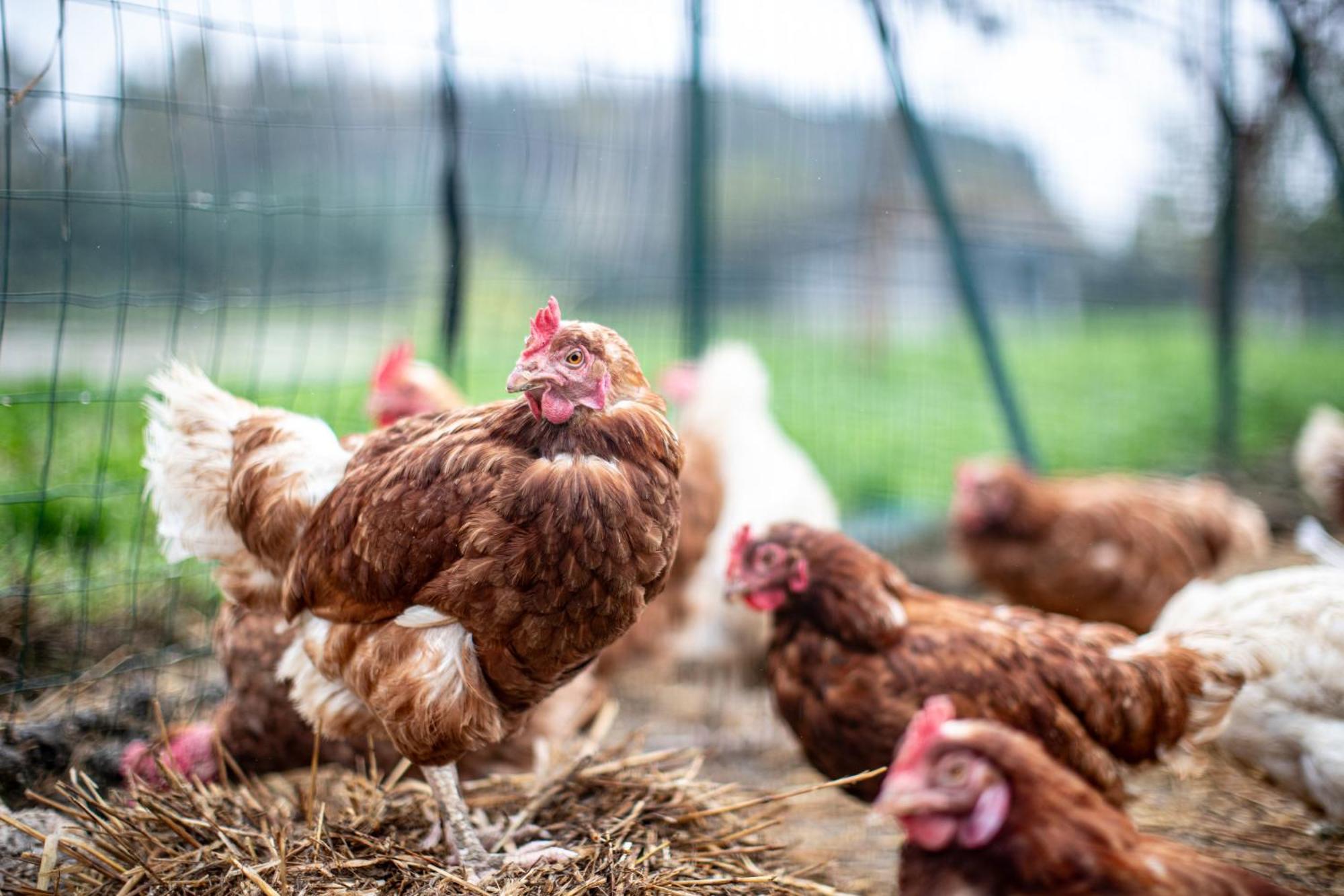 Agriturismo Why Farm Marano Ticino エクステリア 写真