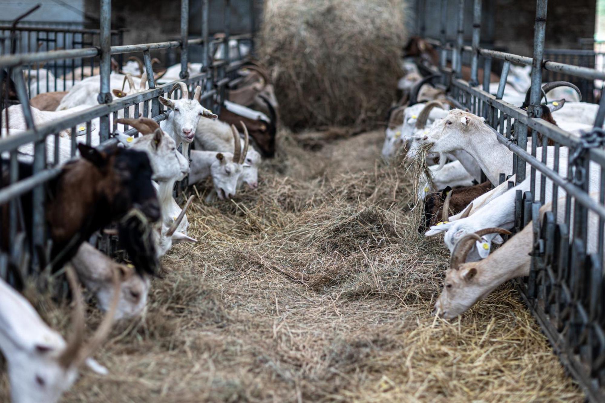 Agriturismo Why Farm Marano Ticino エクステリア 写真